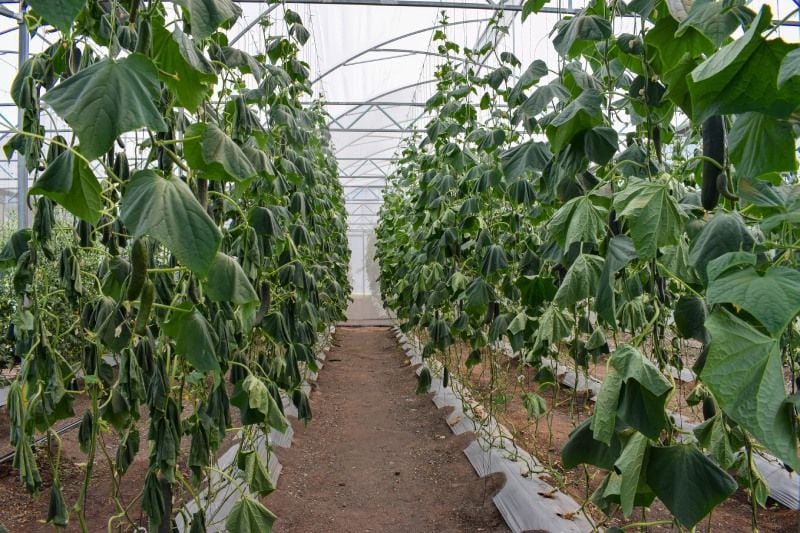 A Guide to Humidity Control in Greenhouse Environments A Guide to Humidity Control in Greenhouse Environments
